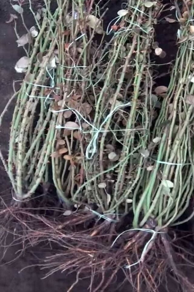 Kırmızı Gül Fidanı (Açık Kök - A Kalite)