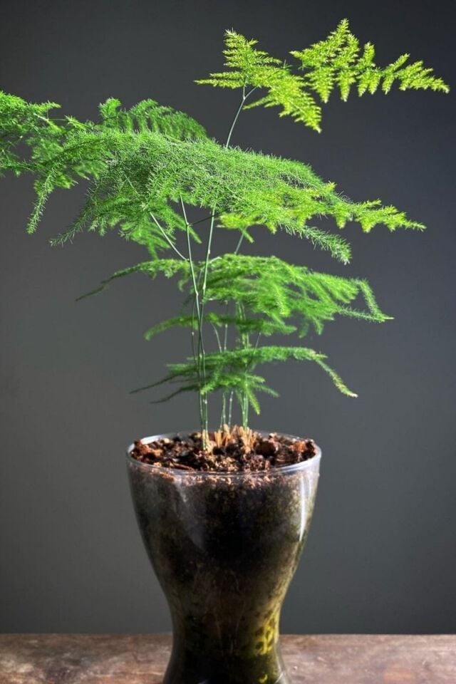 Tül Kuşkonmaz Asparagus (10-15 cm - A Kalite)