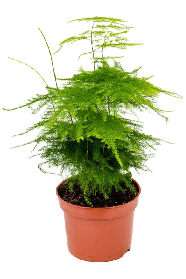 Tül Kuşkonmaz Asparagus (10-15 cm - A Kalite)