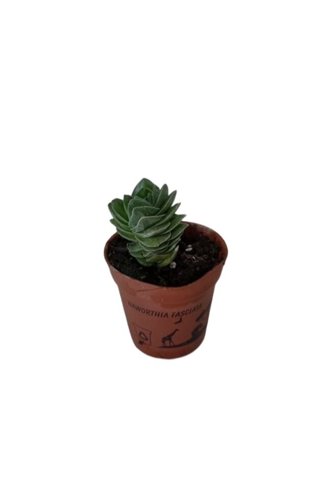 Buda (Crassula Buddha's Temple) - (5.5 cm)