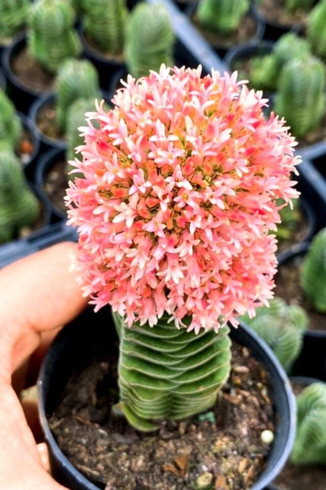 Buda (Crassula Buddha's Temple) - (5.5 cm)