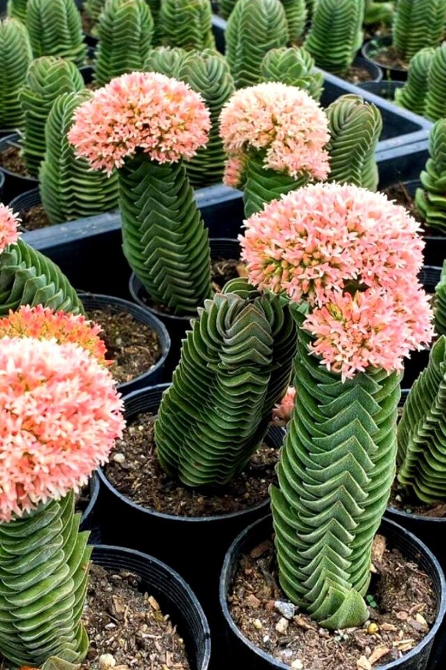 Buda (Crassula Buddha's Temple) - (5.5 cm)