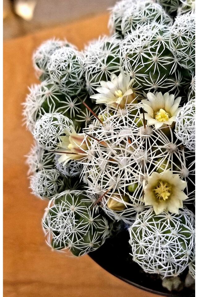 Mammillaria Dantelli Kaktüs (5.5 cm - A Kalite)