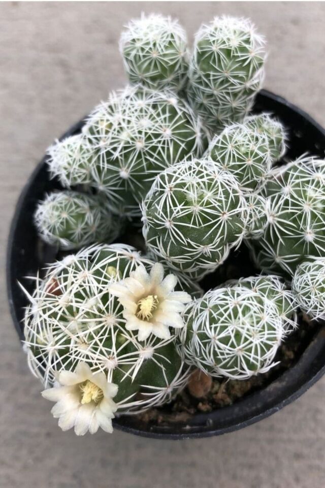 Mammillaria Dantelli Kaktüs (5.5 cm - A Kalite)