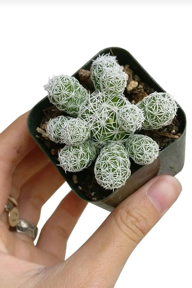 Mammillaria Dantelli Kaktüs (5.5 cm - A Kalite)