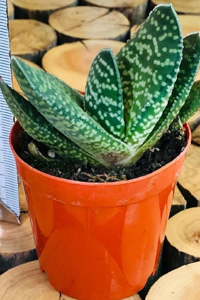 Gasteria Dorenia Sukulent (5.5 cm)