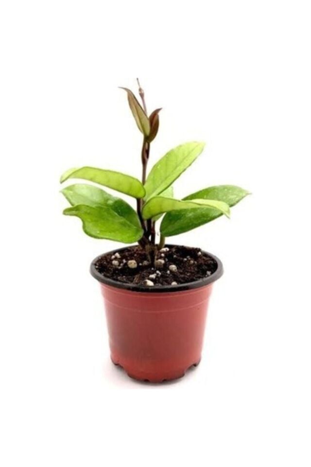 Mum Çiçeği (15-20 cm)