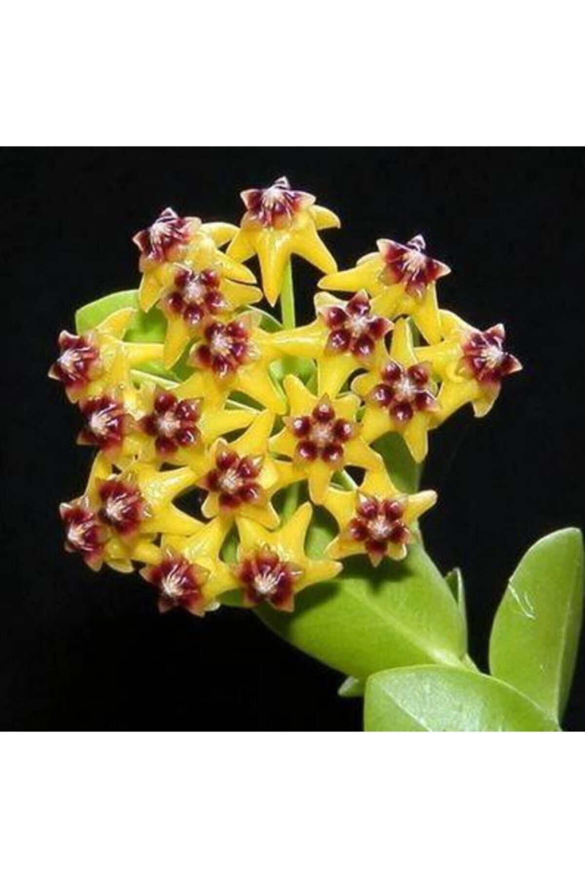 Mum Çiçeği (15-20 cm)