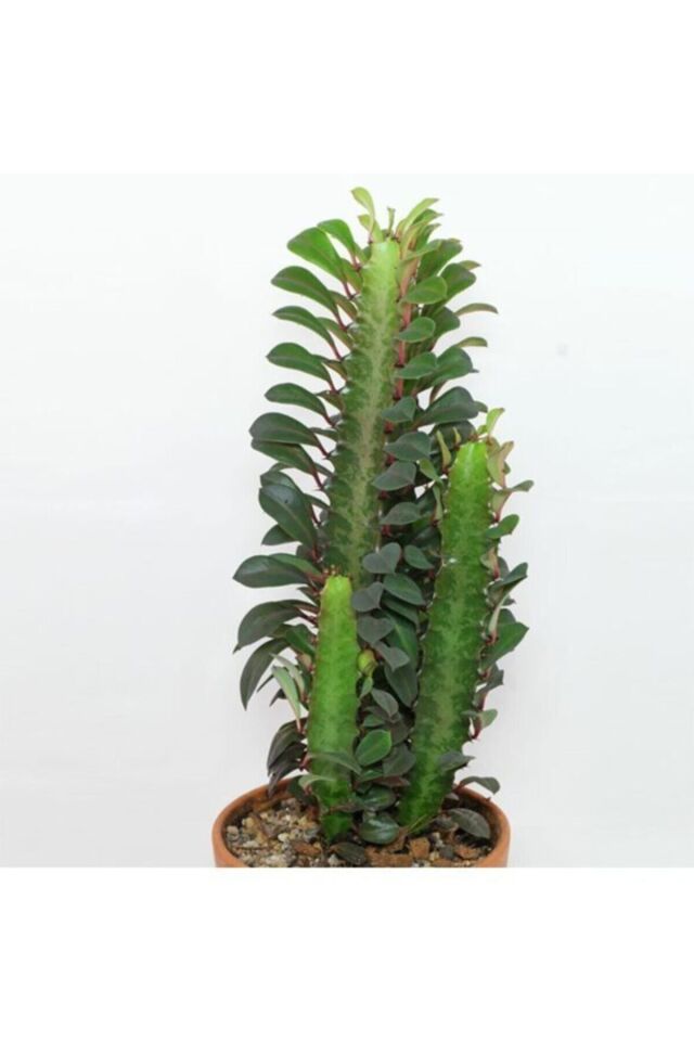 Süt Ağacı (Trigona Rubra)