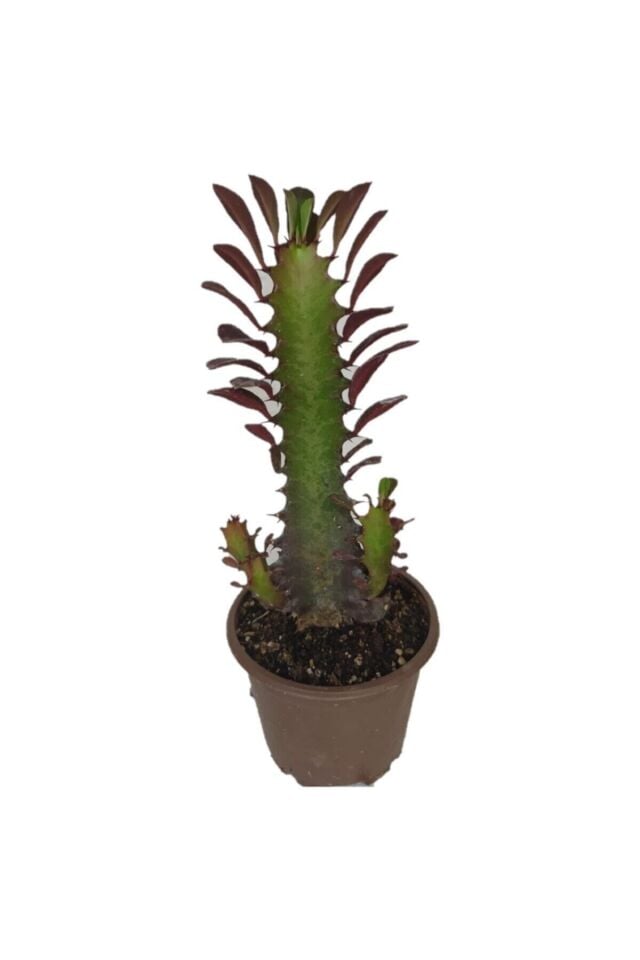 Süt Ağacı (Trigona Rubra)