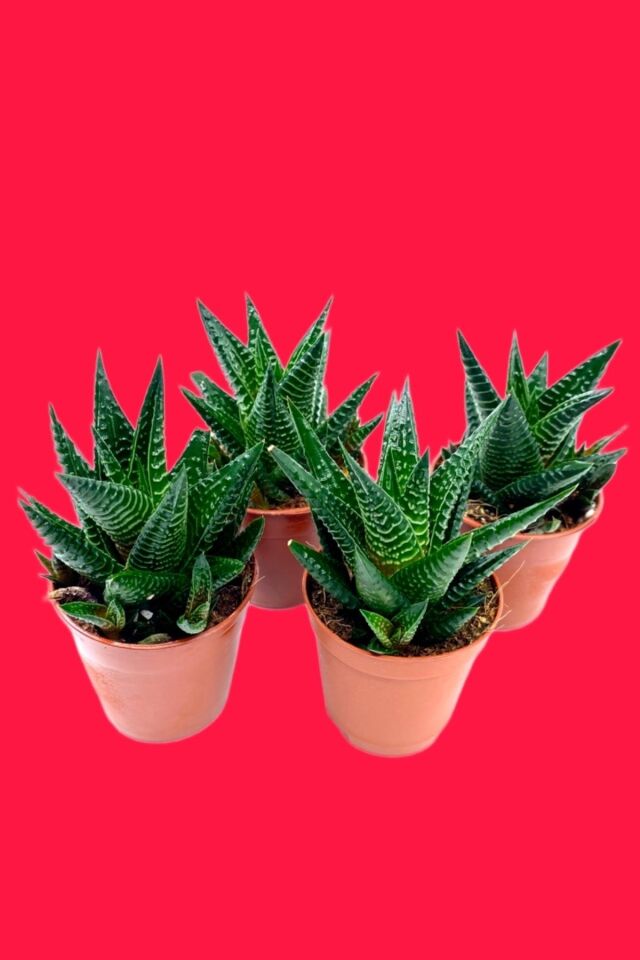 Haworthia Limifolia Sukulent (A Kalite)