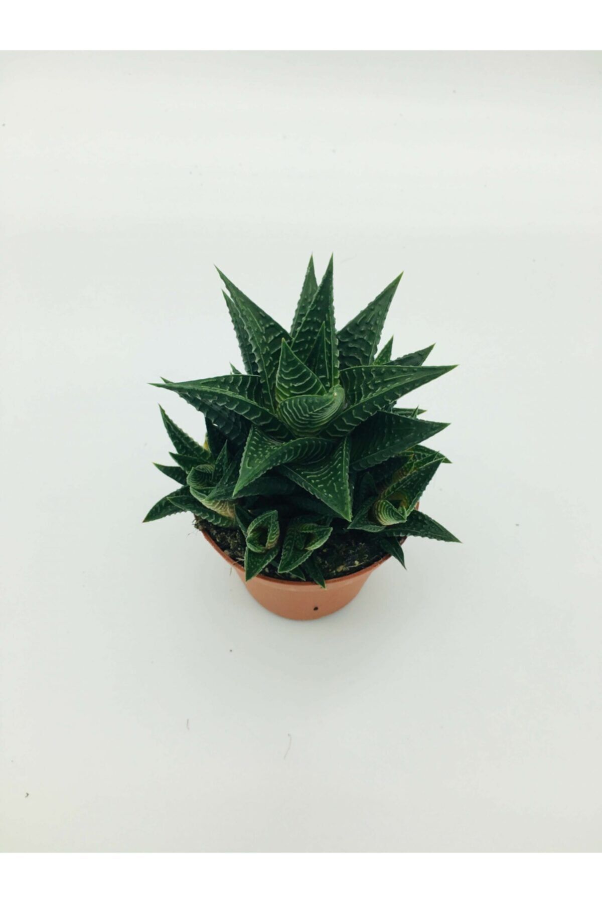 Howartia Fasciata Sukulent (A Kalite)