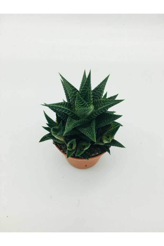 Howartia Fasciata Sukulent (A Kalite)