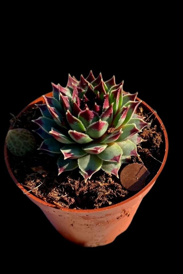 Sempervivum - Kulak Otu Sukulent (A Kalite)
