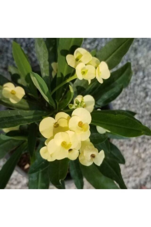 Euphorbia Milii Dikenler Tacı Çiçekli Sarı Kaktüs