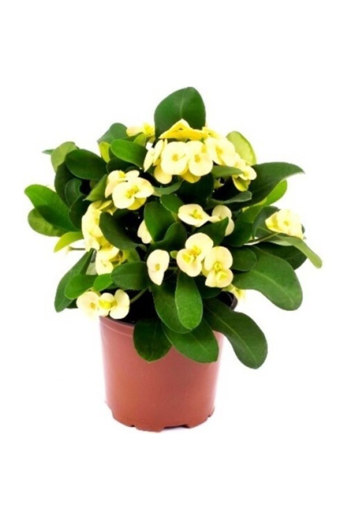 Euphorbia Milii Dikenler Tacı Çiçekli Sarı Kaktüs