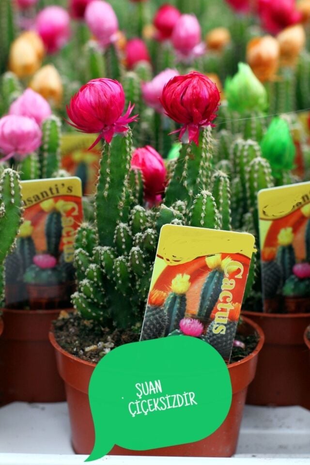 Radyasyon Emici Kaktüs - Cereus Peruvianus Florida Radiation (5.5 cm)