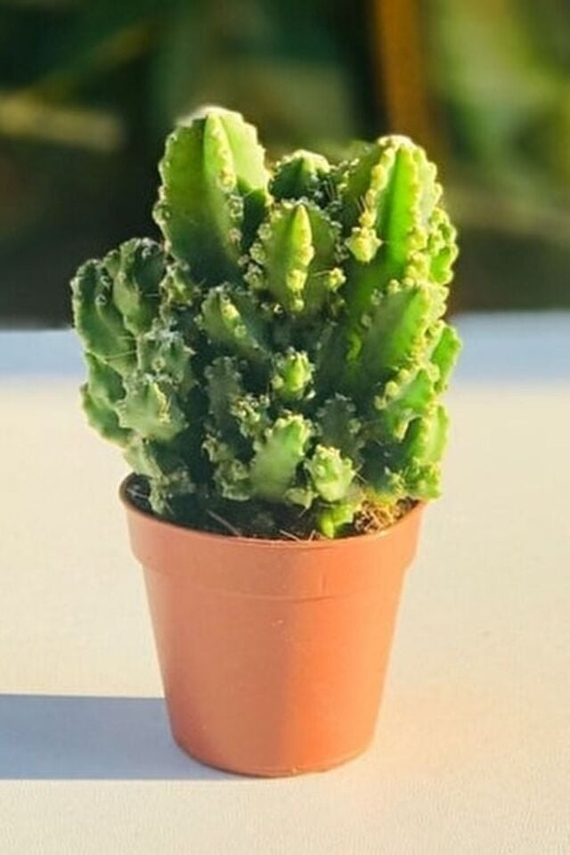 Radyasyon Emici Kaktüs - Cereus Peruvianus Florida Radiation (5.5 cm)