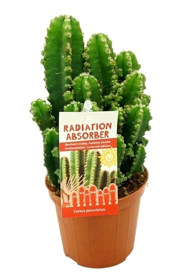 Radyasyon Emici Kaktüs - Cereus Peruvianus Florida Radiation (5.5 cm)
