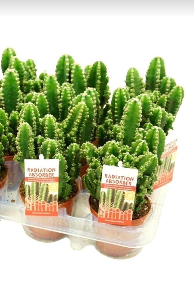 Radyasyon Emici Kaktüs - Cereus Peruvianus Florida Radiation (5.5 cm)