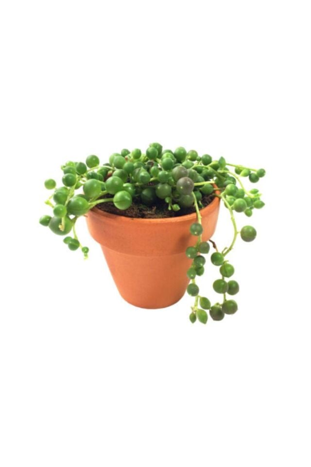 Sukulent İnci Tanesi (5.5 cm)