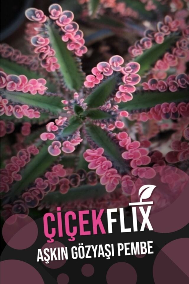 Aşkın Gözyaşı Çiçeği - Pembe (A Kalite)