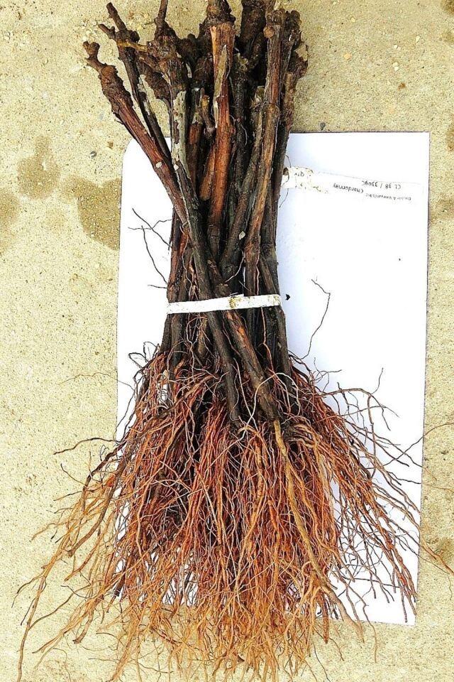 Tüplü Fidan Crimson Seedless Üzüm Fidanı (30-40 cm) - Açık kök