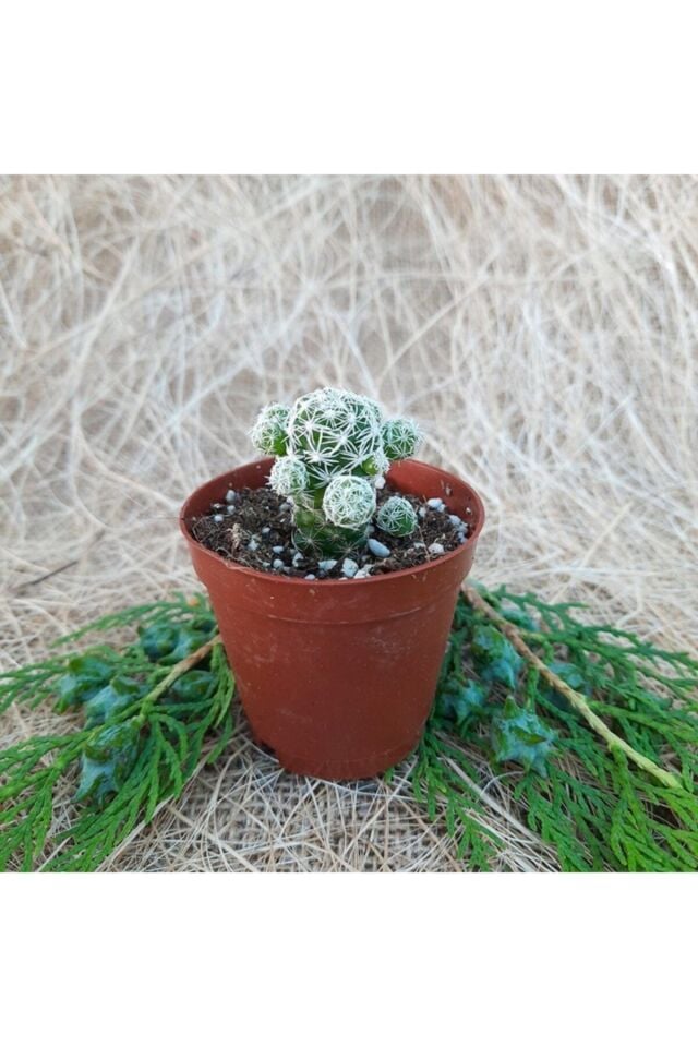 Mammillaria Gracilis Dantelli Kaktüs