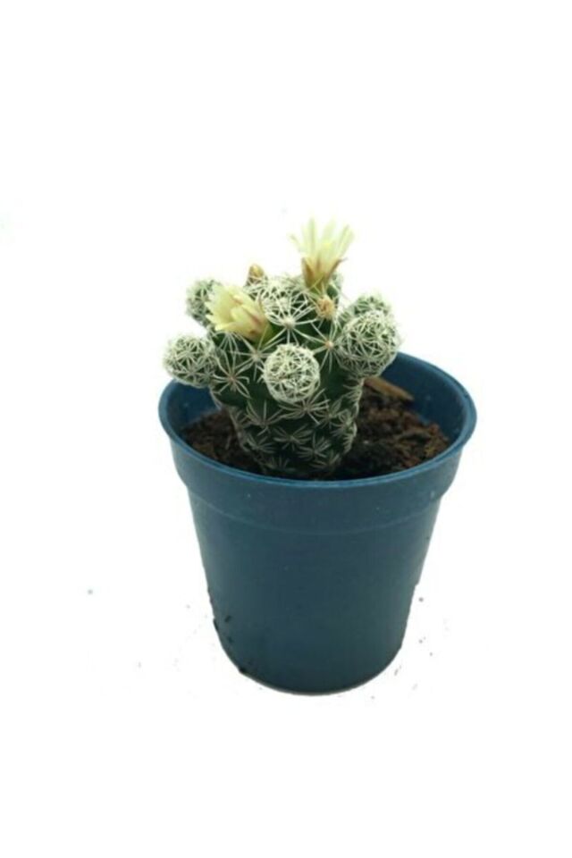 Mammillaria Gracilis Dantelli Kaktüs