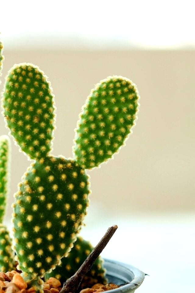 Tavşan Kulağı Kaktüs Sarı Renk (Opuntia Microdasys Albata)