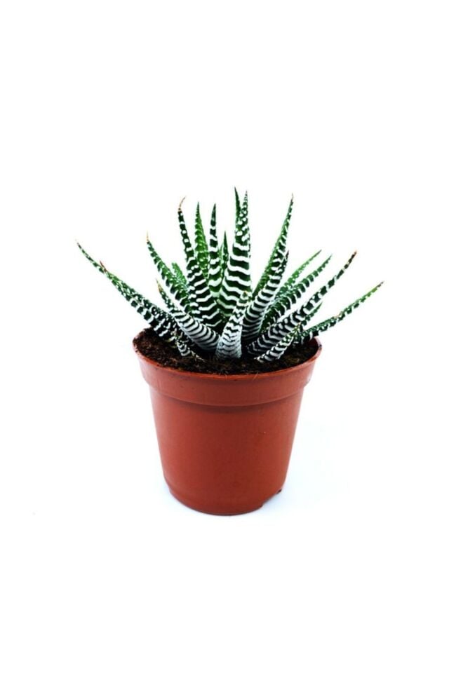 Zebra Haworthia Sukulent (5.5 cm)