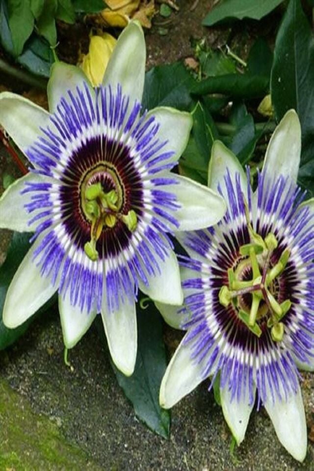 Çarkıfelek Saat Sarmaşığı (Passiflora Caeruea)