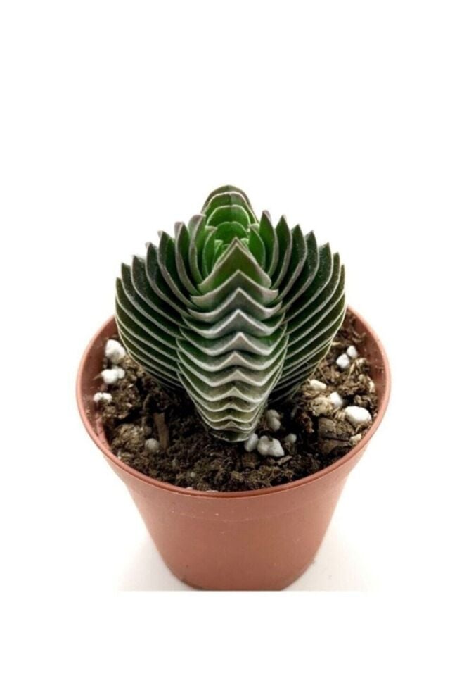 Crassula Buddha's Temple (5.5 cm)