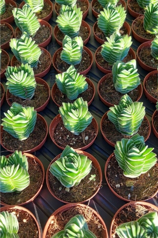 Crassula Buddha's Temple (5.5 cm)