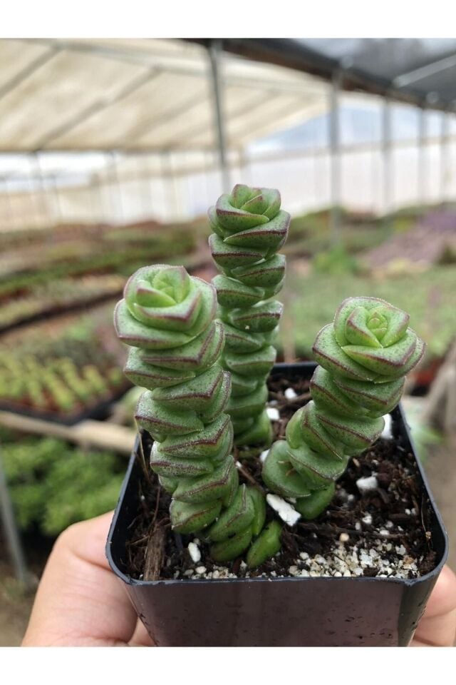 Yeşil Sukulent - Crassula Marnieriana (A Kalite)