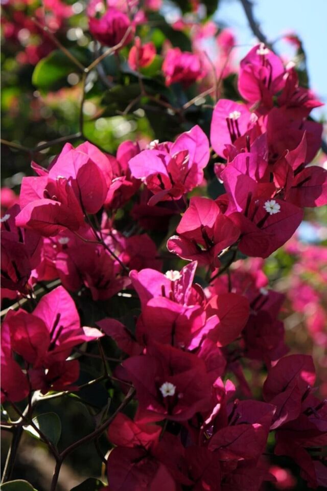 Bougainvillea Sarmaşık - Begonvil Sarmaşık Kırmızı (20-25 cm)
