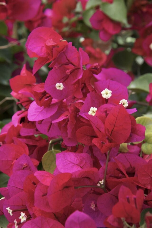 Bougainvillea Sarmaşık - Begonvil Sarmaşık Kırmızı (20-25 cm)
