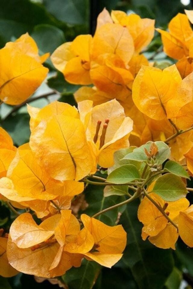 Bougainvillea Sarmaşık - Begonvil Sarmaşık Sarı (20-25 cm)