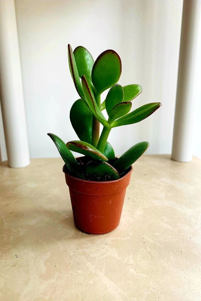 Para Çiçeği - Para Ağacı - Orjinal Crassula Ovata (15-20 cm)