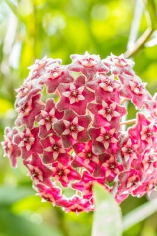 Mum Çiçeği Kırmızı (15-20 cm - A Kalite)