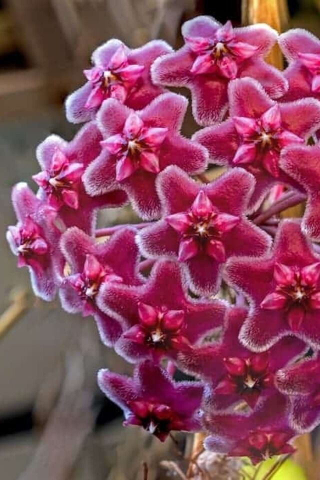 Mum Çiçeği Kırmızı (15-20 cm - A Kalite)