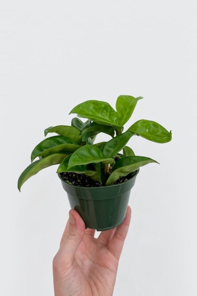 Mum Çiçeği Kırmızı (15-20 cm - A Kalite)