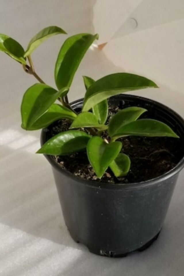 Mum Çiçeği Kırmızı (15-20 cm - A Kalite)