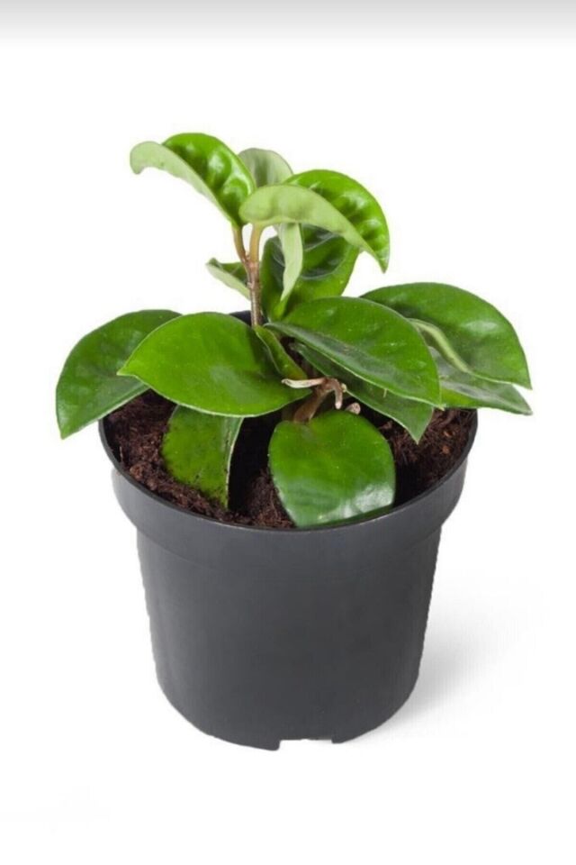 Mum Çiçeği Pembe (15-20 cm - A Kalite)