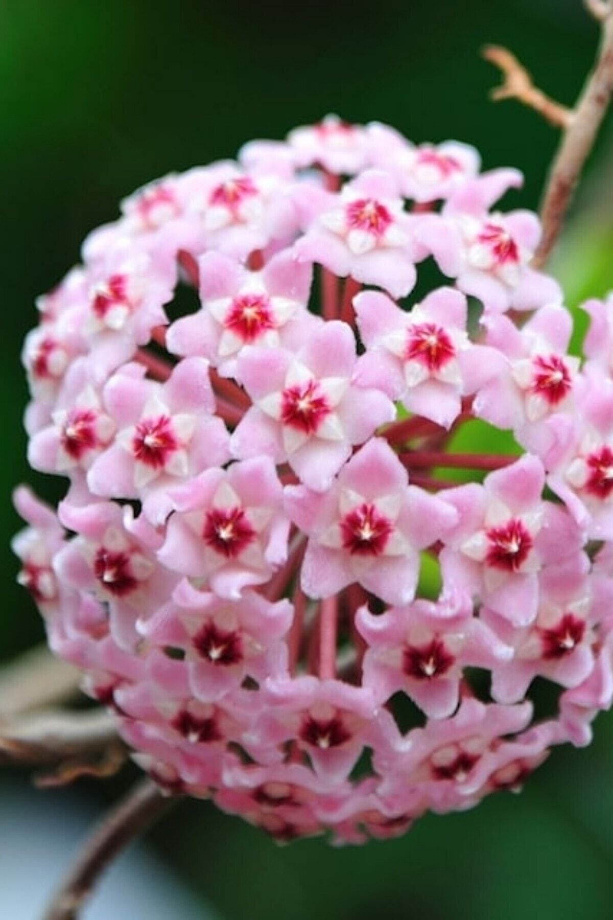 Mum Çiçeği Pembe (15-20 cm - A Kalite)