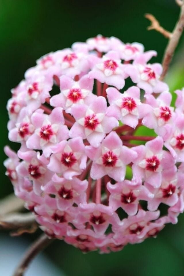Mum Çiçeği Pembe (15-20 cm - A Kalite)