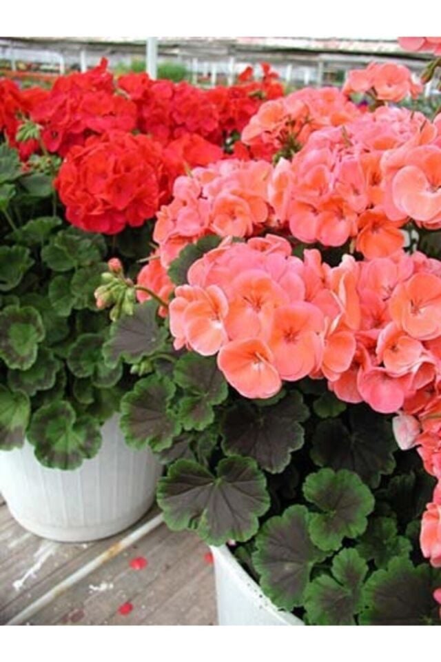 Yavruağzı Sardunya (Pelargonium Zonale)