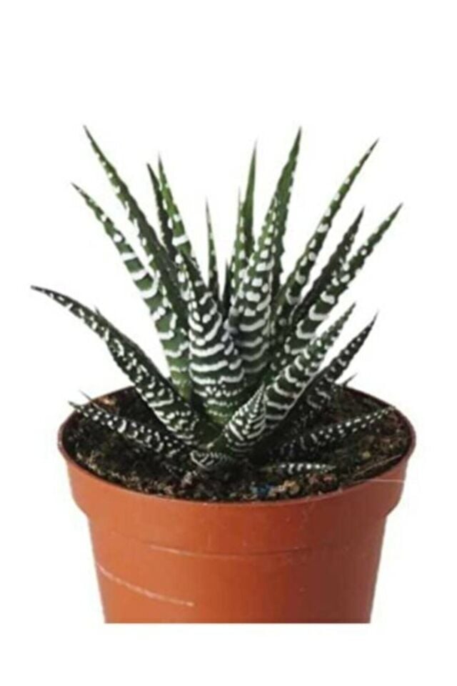 Haworthia Sukulent (A Kalite)