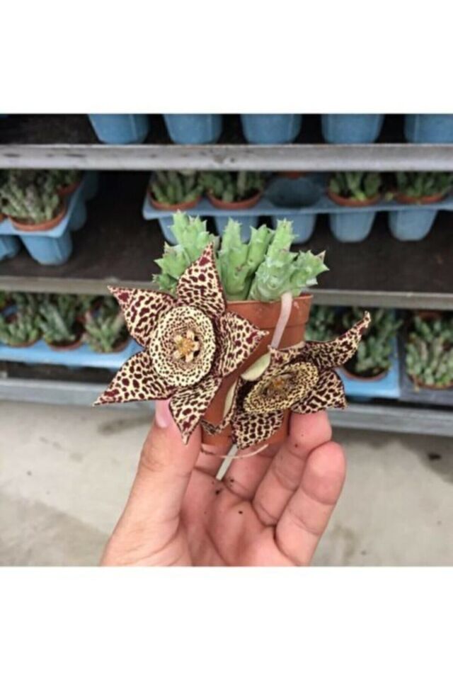 Stapelia Orbea 'Variegata' - Leş Kaktüs (A Kalite)