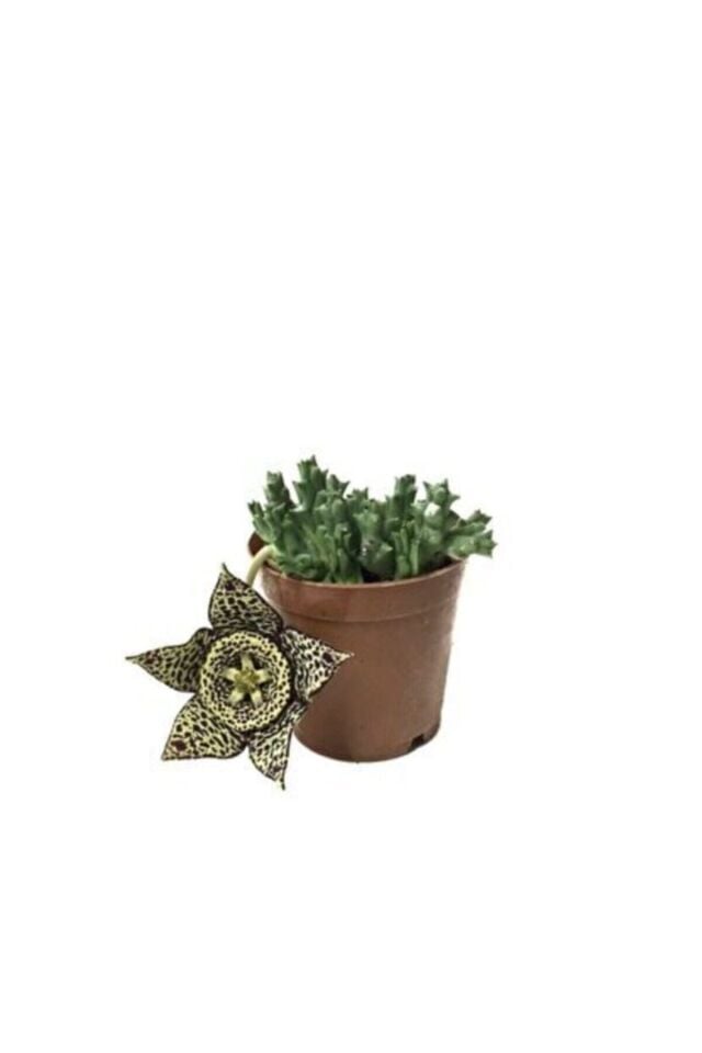 Stapelia Orbea 'Variegata' - Leş Kaktüs (A Kalite)
